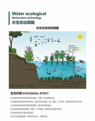 推动湖泊生态修复：确保水质改善与生物多样性保护