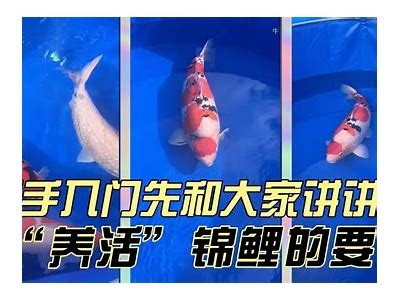 观看锦鲤国产动漫视频，畅享精彩剧情与高清画质在线体验