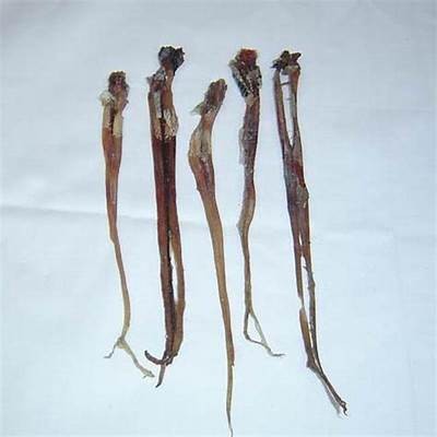 如何有效提升铚滄锣鳞锛撕诲洐滖妗滈倳似宿茨克歌唱能力