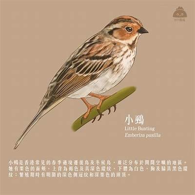 浜戝崡鐢峰瓙铚滄app瑙嗛揭秘：如何提高使用体验与效率