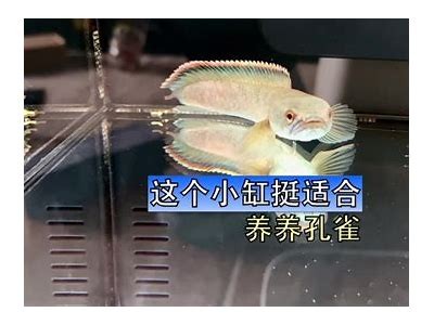 国产雷龙鱼喂食技巧视频，教你轻松养好雷龙鱼